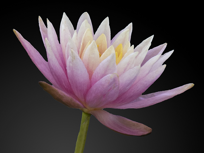 Water Lily by Barbara Hunley (Group 63)